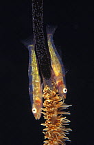 Whip goby {Bryaninops sp} pair on whip coral with their eggs, Indo-pacific