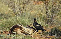 Wedge-tailed Eagle {Aquila audax} by the roadside guarding its roadkill trophy, a dead Kangaroo, Western Australia