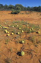 Desert melons {Citrullus colocynthis} growing beside Shark Bay side road, Western Australia