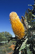 Sceptre Banksia flower {Banksia sceptrum Meisn} Western Australia.
