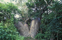Boab / Gourd tree {Adansonia gregorii} with a split trunk and the letters "HMC Mermaid 1820" carved into it by Phillip Parker King, to record the site where his boat, His Majesty's Cutter Mermaid, was...
