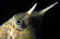 Trunkfish / Longhorn cowfish {Lactoria cornuta}