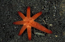 Starfish with seven arms