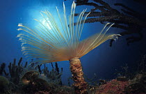 Feather duster / tube worm (Bispira sp) with branchiae extended, Indo-pacific