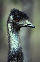 Emu (Dromaius novaehollandiae) head portrait, Australia