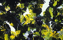 Looking up through the leaf canopy of Australian fan palm (Licuala ramsayi) Australia