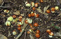 Fruits on the forest floor, Indonesia