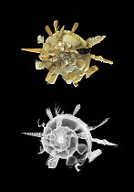 Photograph and x-ray of the shell collector {Xenophora pallidula} with other shells attached to its own to increase shell strength and rigidity.