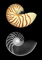 Photograph and X-ray of shell of the Chambered / Pearly nautilus {Nautilus pompilius}