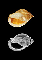 Photograph and X-ray of shell of the Scotch Bonnet {Phalium granulatum}   Note: the x-ray shows the shape of a hermit crab which has inhabited the shell's inner section.
