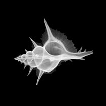 X-ray of the shell of the Alabaster murex {Murex alabaster}