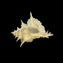 Shell of the Alabaster murex {Murex alabaster}