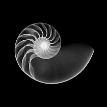 X-ray of the shell of the Pearly / Chambered nautilus {Nautilus pompilius} showing the internal chambers of the shell.