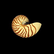 Shell of the Pearly / Chambered nautilus {Nautilus pompilius}