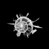 X-ray of the shell of The shell collector {Xenophora pallidula} with shells of other species attached to increase its own shell strength and rigidity