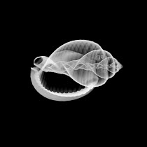 X-ray of the shell of the Scotch Bonnet {Phalium granulatum} showing outline of Hermit crab which has inhabited the shells inner section.