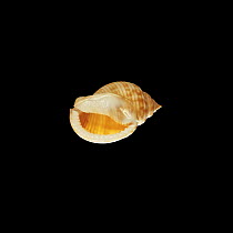 Shell of the Scotch Bonnet {Phalium granulatum}