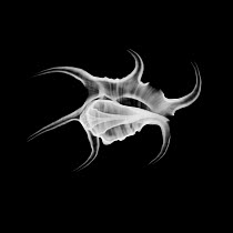 X-ray of shell of spider conch {Lambis chiragra}