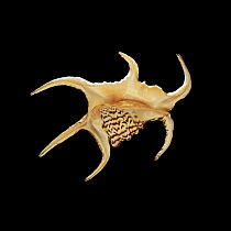 Shell of the Spider conch {Lambis chiragra}