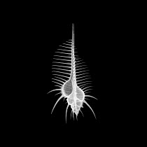 X-ray of shell of the Venus Comb Murex {Murex pecten}