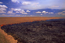 Savanna grassland fire showing fire stopping at path which acts as fire break, Kenya, East Africa