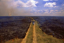 Savanna grassland fire showing fire stopping at track which acts as fire break but has been crossed in places, Kenya, East Africa