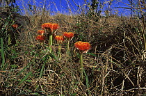 Fireball lily {Scadoxus multiflorus} flowering amongst savanna grassland, East Africa
