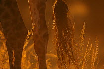 Close up of legs and tail of Giraffe {Giraffa camelopardalis} backlit at sunrise, East Africa