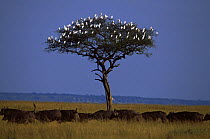 Little egrets {Egretta garzetta} perched in tree with herd of Buffalo passing below, East Africa