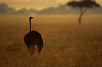 Ostrich {Struthio camelus} on savanna at dawn, East Africa