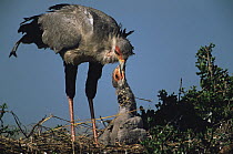 Secretary bird {Sagittarius serpentarius} feeding chick at nest, East Africa