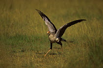 Secretary bird {Sagittarius serpentarius} running with nest material in beak, East Africa