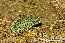 Western Green Toad (Bufo debilis) on the mesquite savannah, Arizona, USA