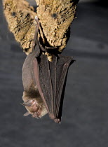 Naked backed Bat (Pteronotus davyi) hanging from rock, Neuvo Leon, Mexico