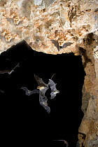 Ghost-faced Bats (Marmoops megalophylla) at cave entrance, Sabinas, Mexico