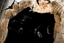 Ghost-faced Bats (Mormoops megalophylla) flying into cave through cave entrance, Sabinas, Mexico