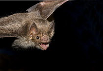 Common Vampire Bat (Desmodus rotundus) captive, Nuevo Leon, Mexico