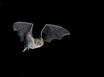 Common Vampire Bat (Desmodus rotundus) in flight, Mexico