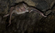 Common Vampire Bat (Desmodus rotundus) with bat flies, Mexico