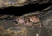 Three Common Vampire Bats (Desmodus rotundus), Mexico