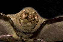 Ghost-faced Bat (Marmoops megalophyla) portrait, Nuevo Leon, Mexico