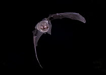Ghost-faced Bat (Marmoops megalophyla) in flight, Nuevo Leon, Mexico