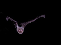 Ghost-faced Bat (Marmoops megalophyla) in flight, Nuevo Leon, Mexico