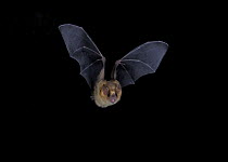 Long-tongued Bat (Glossophaga soricina) in flight, Sabinas, Mexico