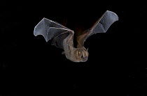 Jamaican Fruit Eating Bat (Artibeus jamaicensis) in flight, Nuevo Leon, Mexico