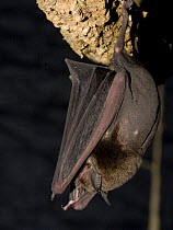 Naked Backed Bat (Pteronotus davyi) roosting, Nuevo Leon, Mexico