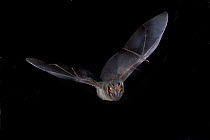Neotropical / Toltec Fruit eating Bat (Artibeus toltecus) in flight, Nuevo Leon, Mexico