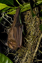 Great Fruit-eating Bat (Artibeus lituratus), roosting amongst vegetation, Nuevo Leon, Mexico