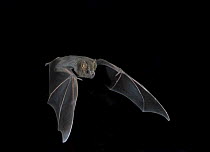 Great Fruit-eating Bat (Artibeus lituratus) in flight, Nuevo Leon, Mexico