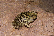 Lowland burrowing frog / Northern Casque-Headed Frog (Pternohyla fodiens) on rock, Arizona, USA